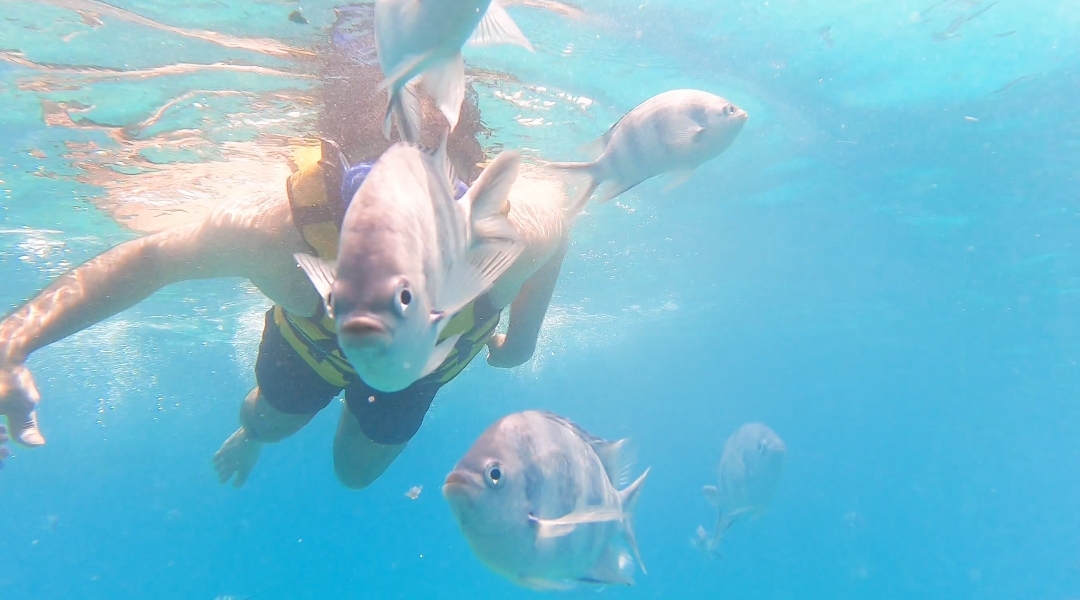 Snorkeling Bandar Khairan Island